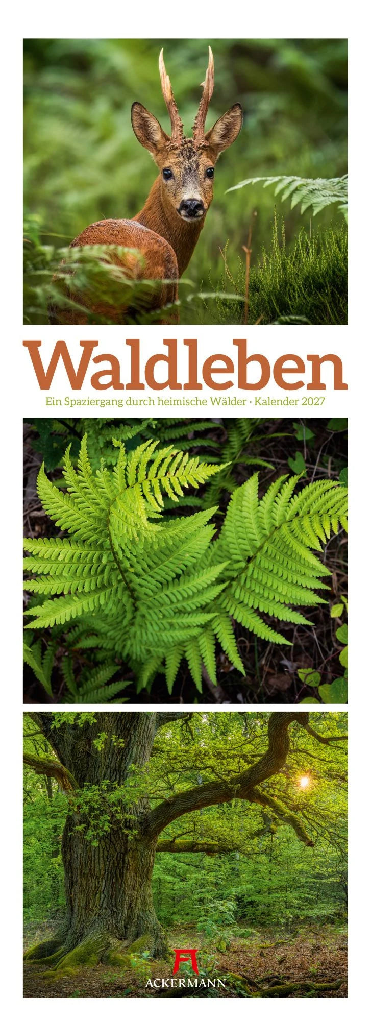 Wandkalender: Waldleben Triplet-Kalender 2027 | Spaziergang durch heimische Wälder