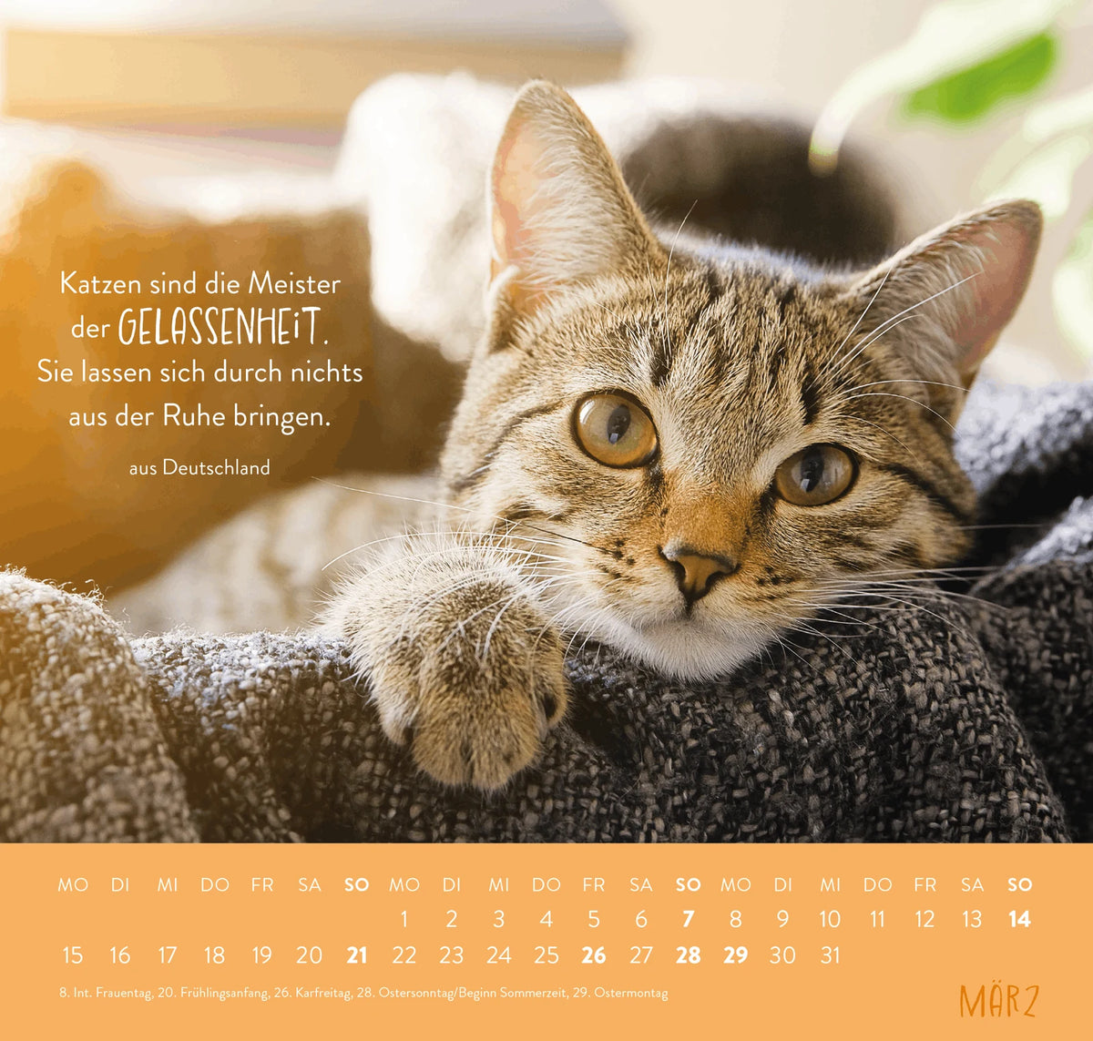 Wandkalender 2027: Für Katzenfreunde – Ansicht