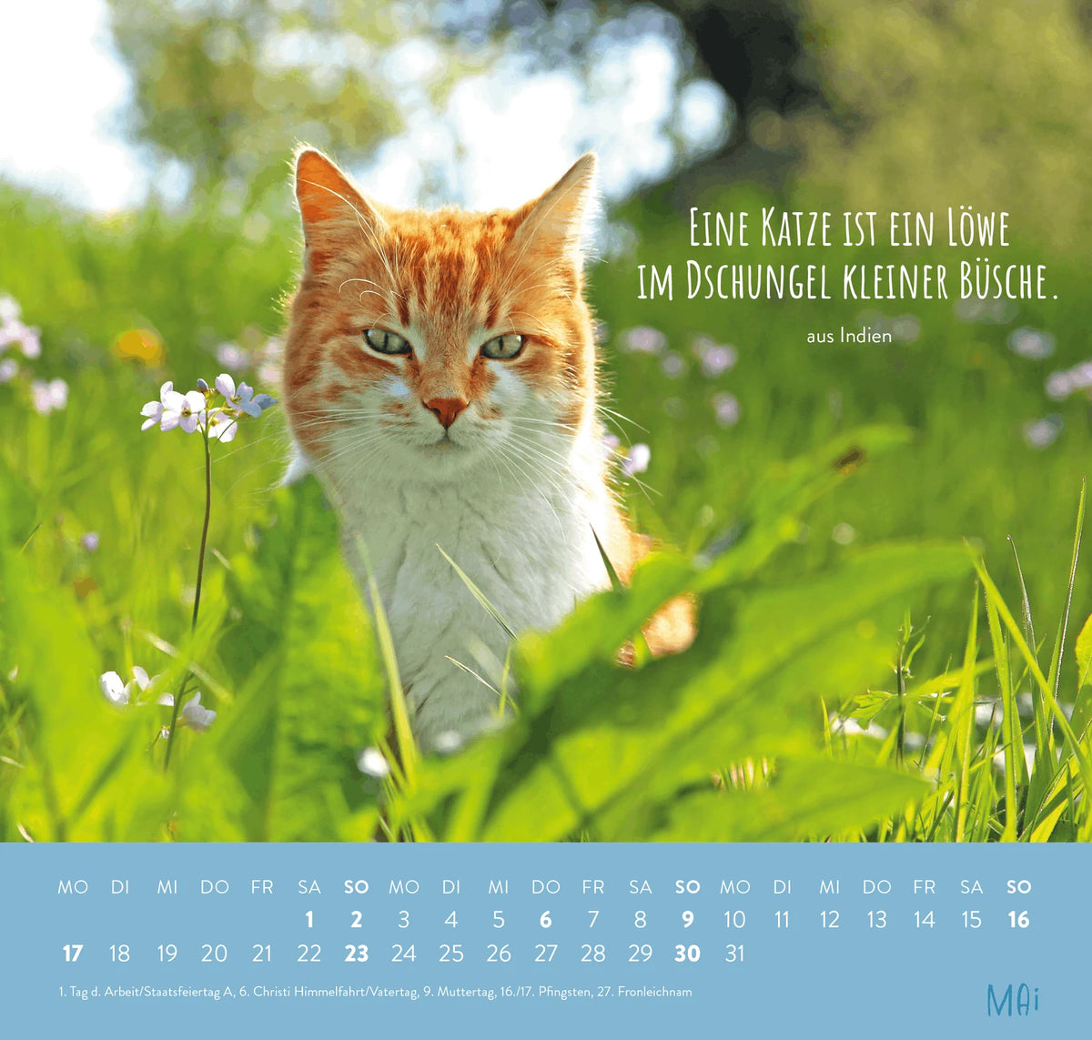 Wandkalender 2027: Für Katzenfreunde – Ansicht
