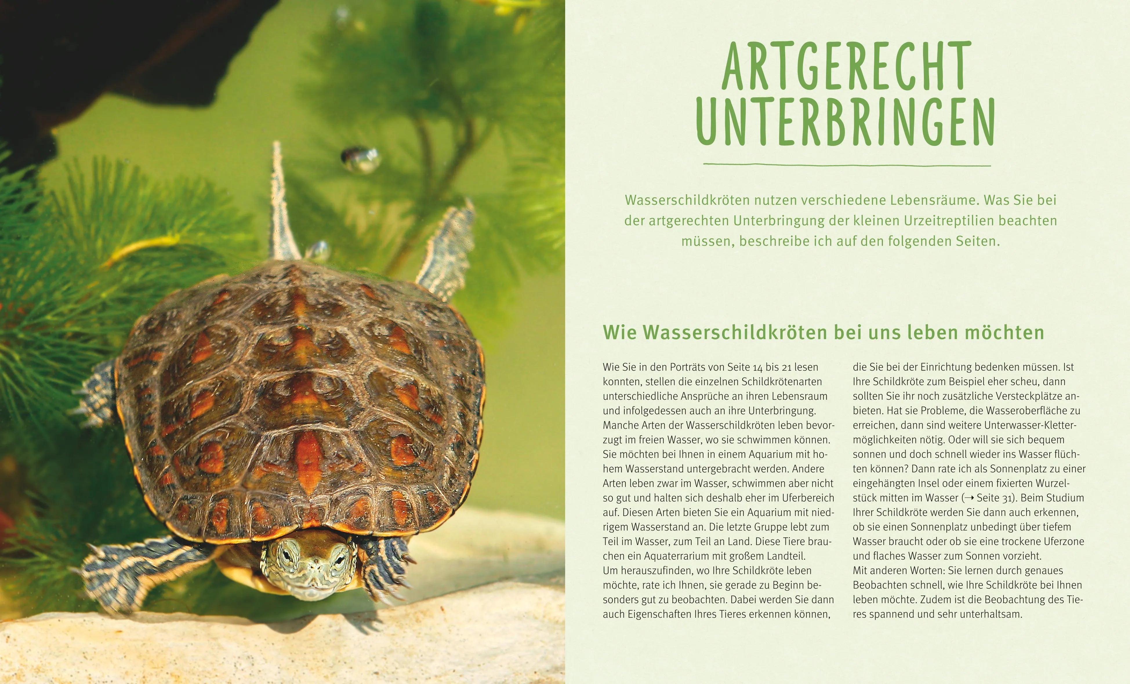 Abbildung von 'Wasserschildkröten'