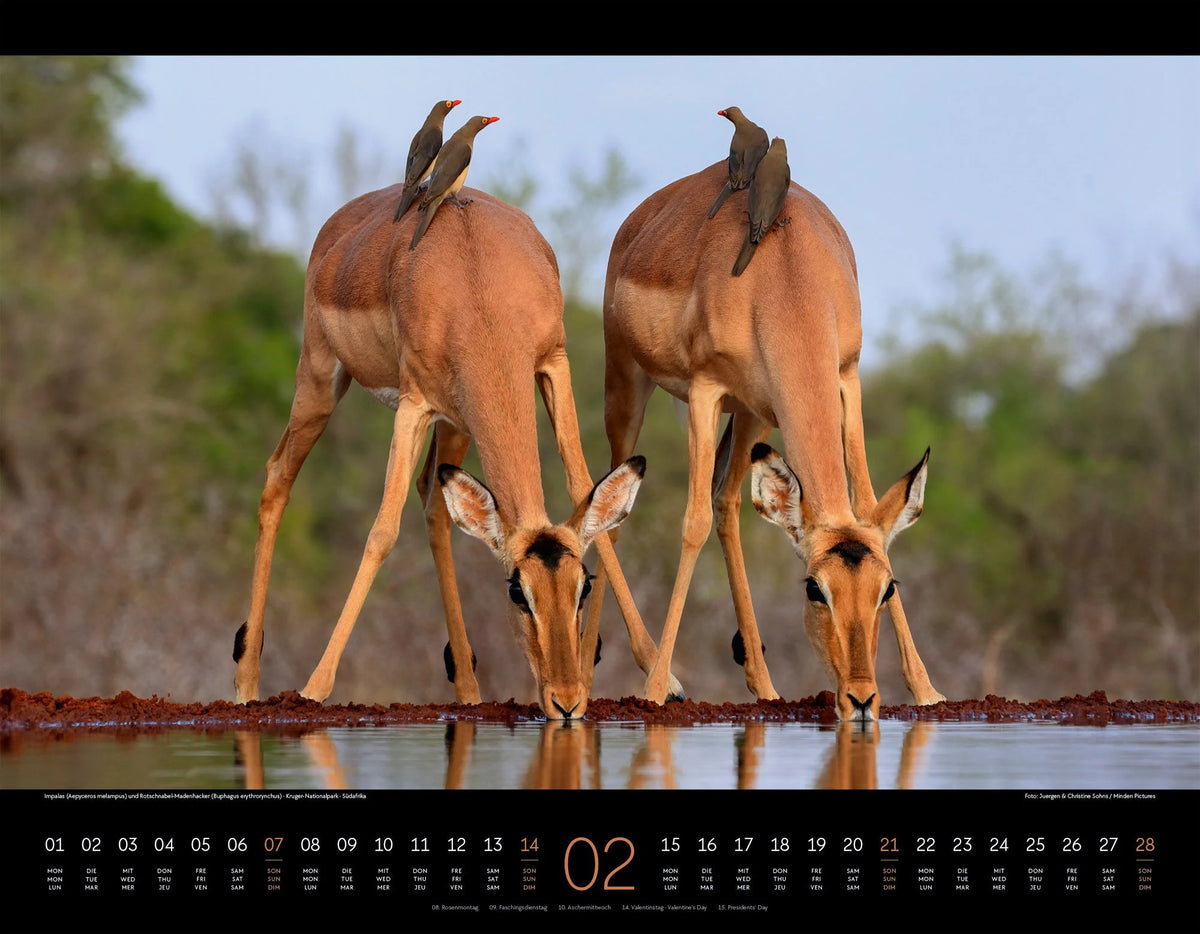 Wildes Afrika Kalender 2027 – Ansicht