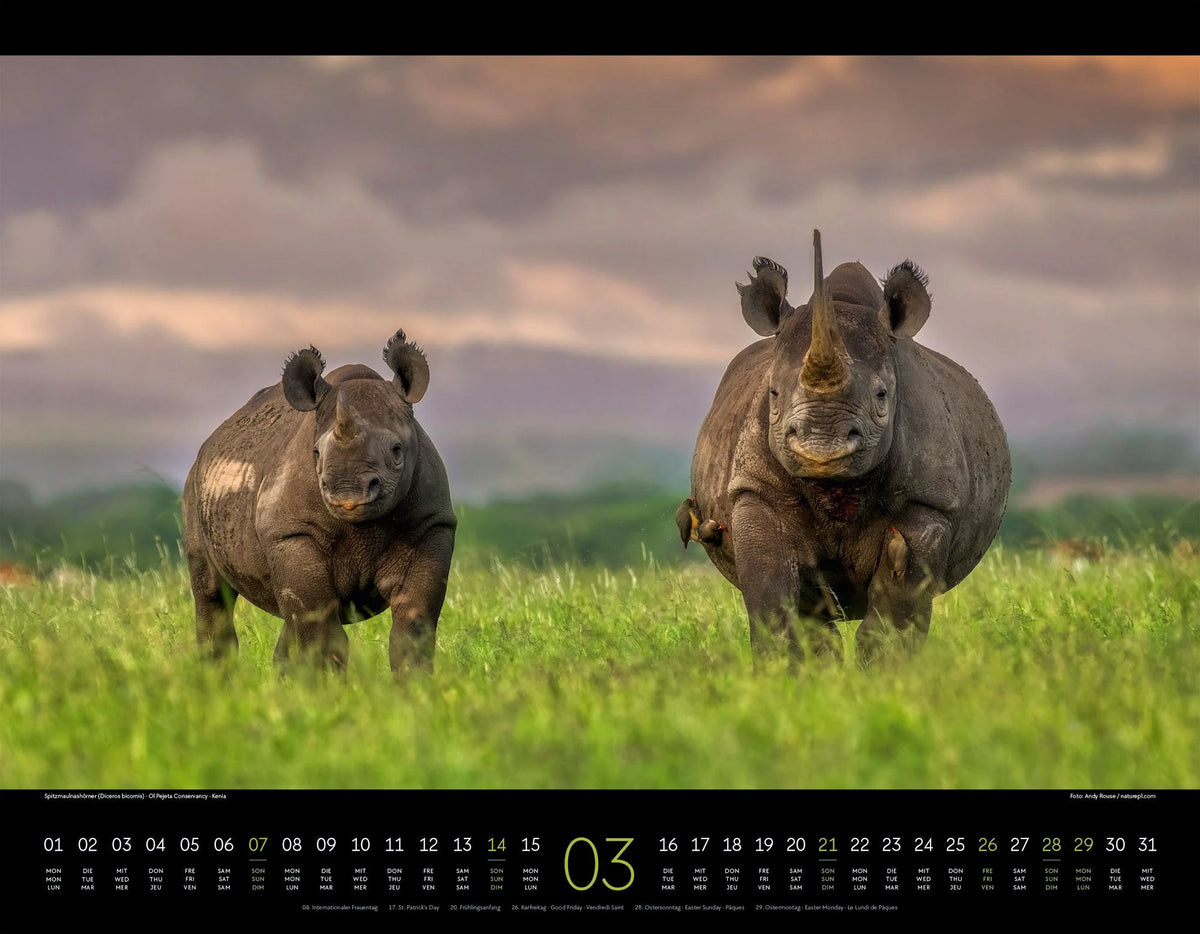 Wildes Afrika Kalender 2027 – Ansicht