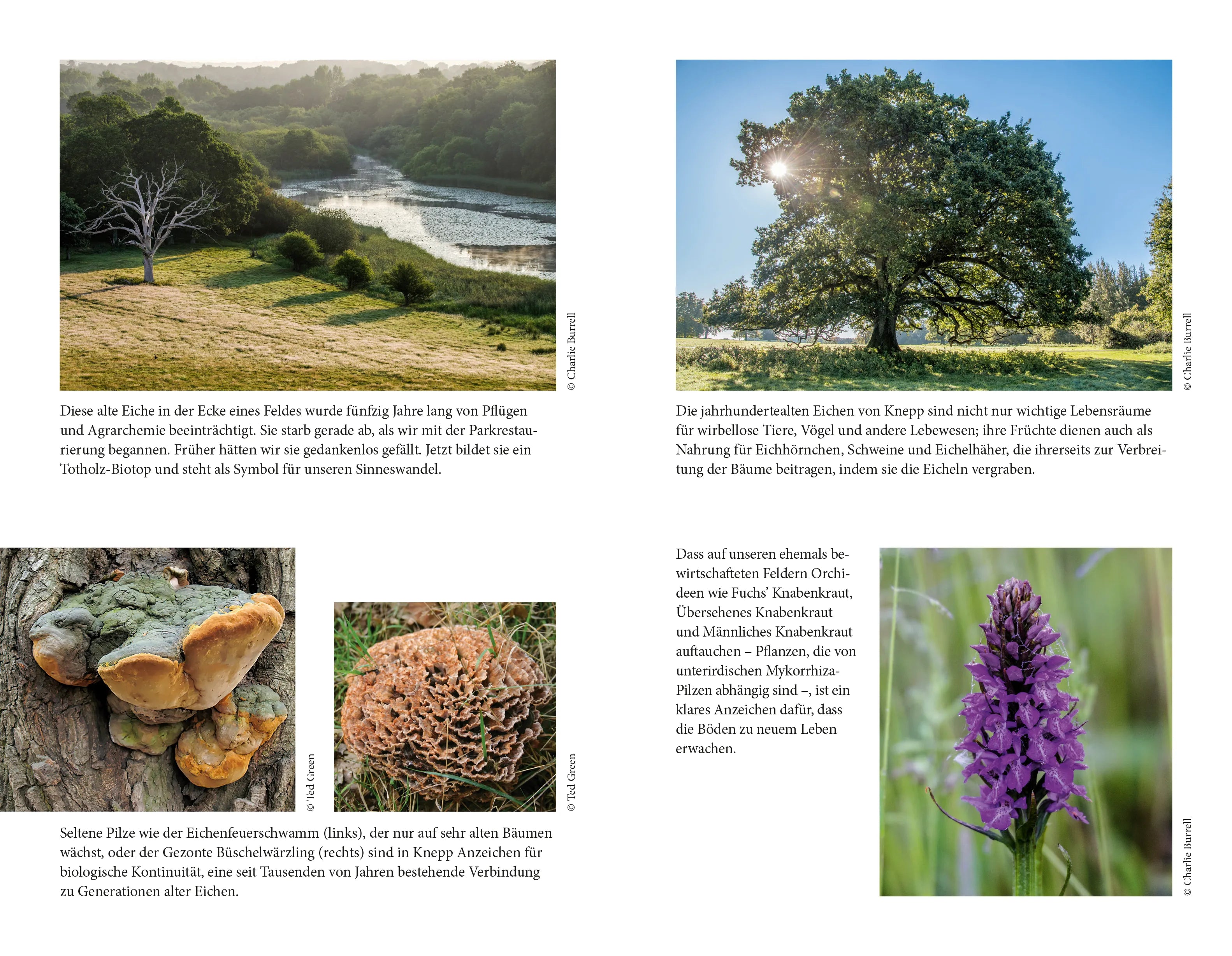Produktansicht: Wildes Land (Gebundene Ausgabe)
