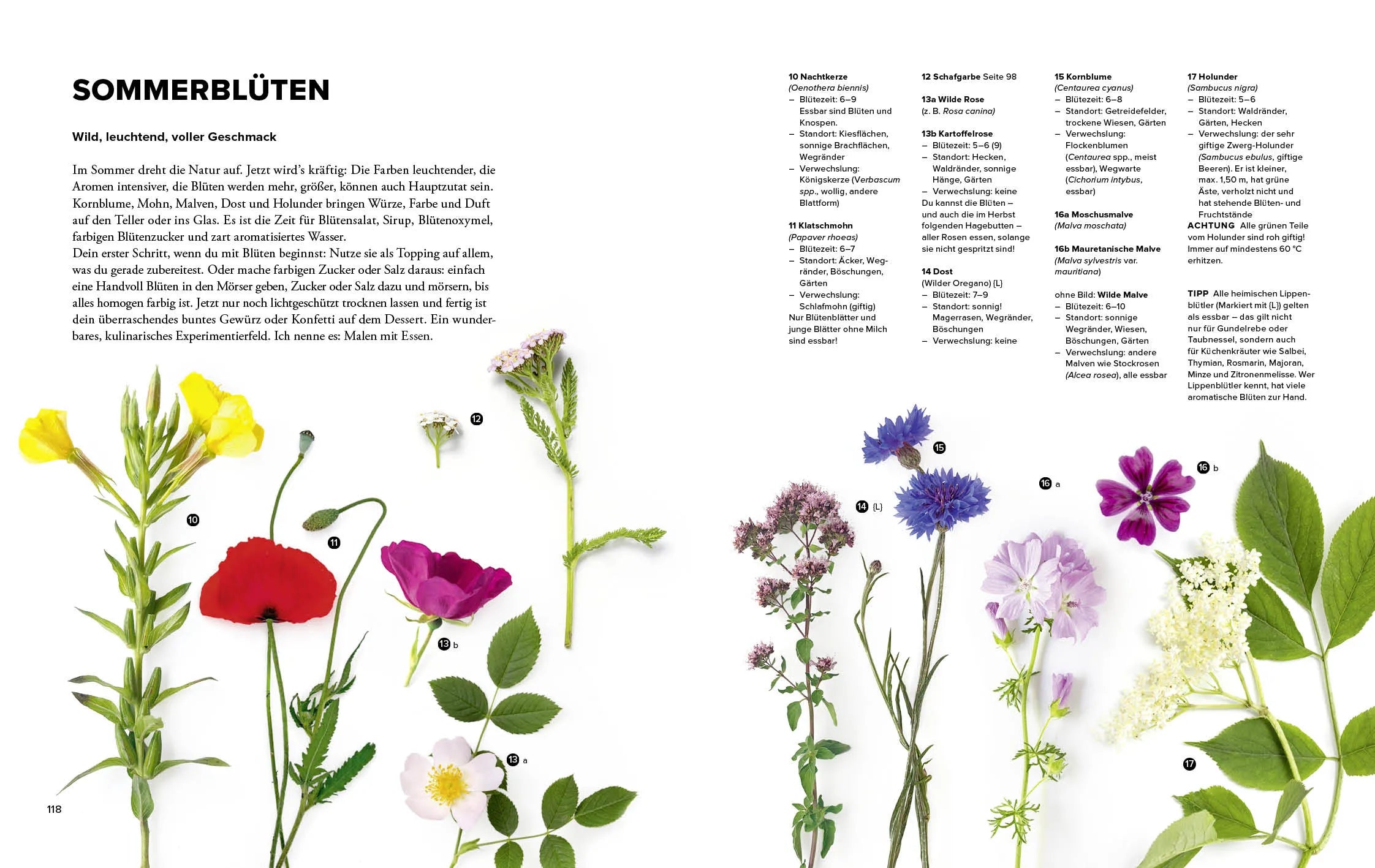 Detailansicht: Wildkräuter Top 10 (Hardcover)