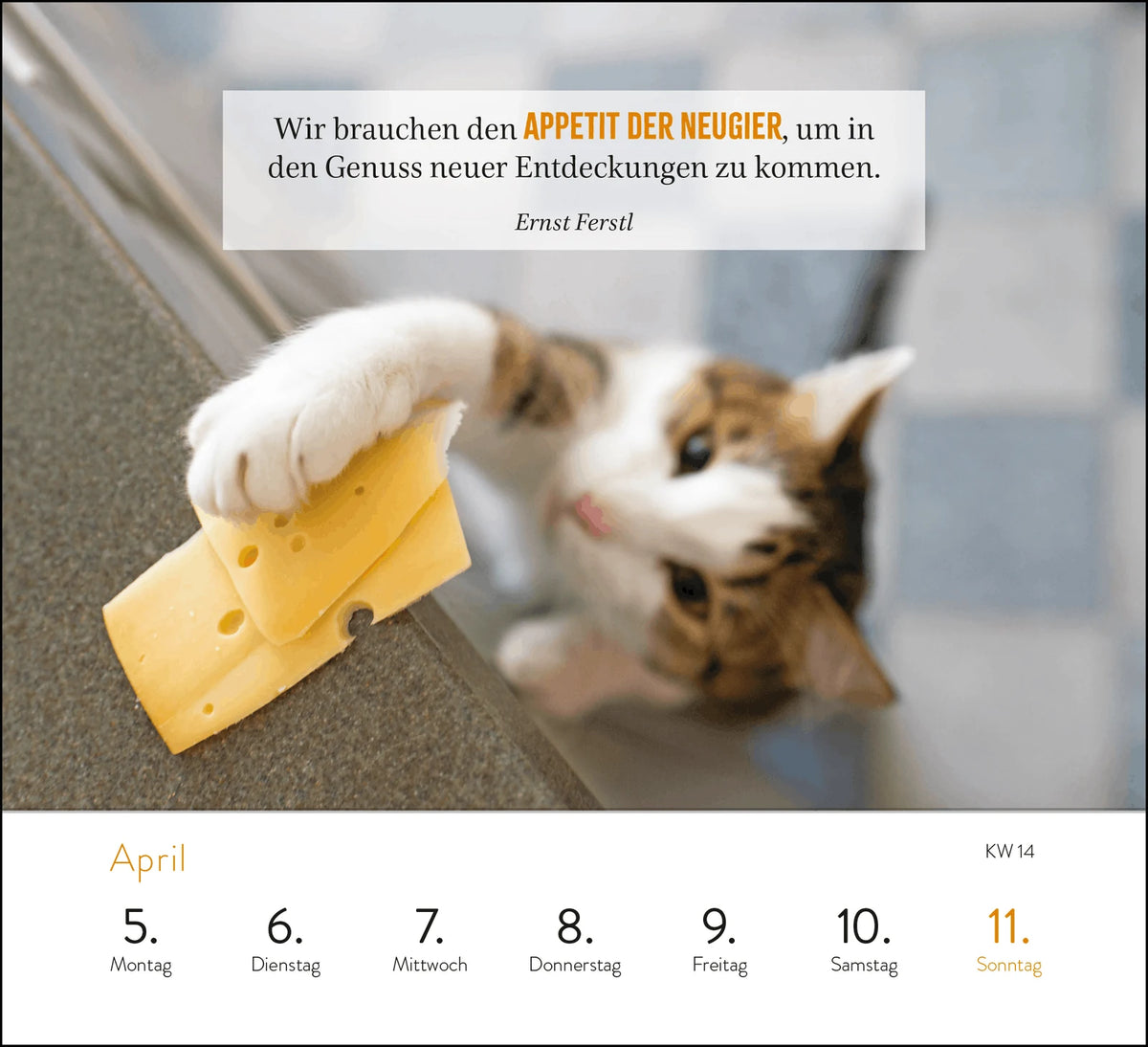 Wochenkalender 2027: Kluge Katzen – Ansicht