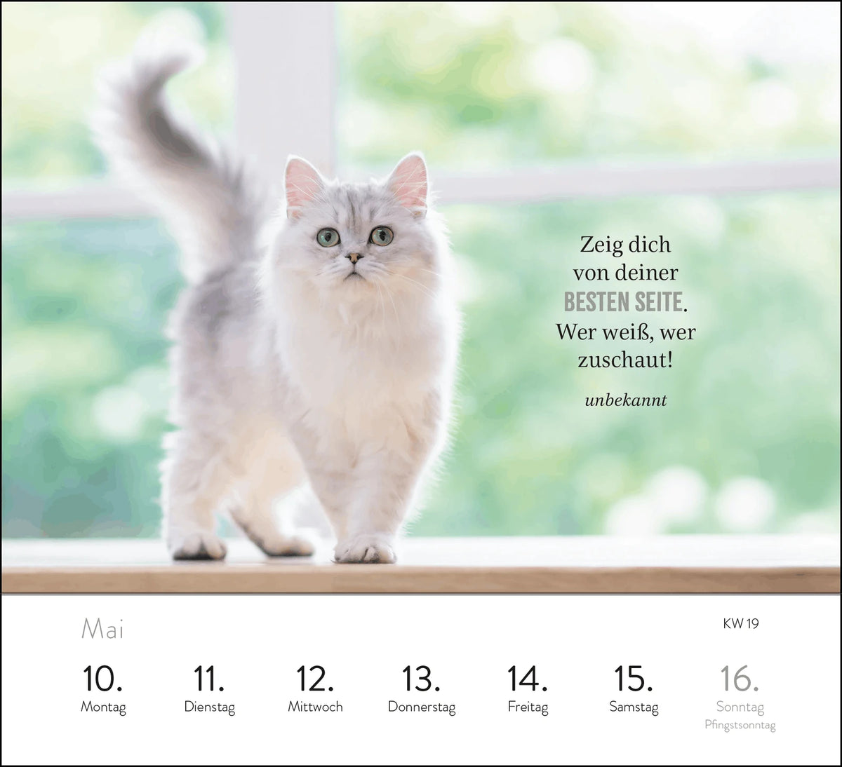 Wochenkalender 2027: Kluge Katzen – Ansicht