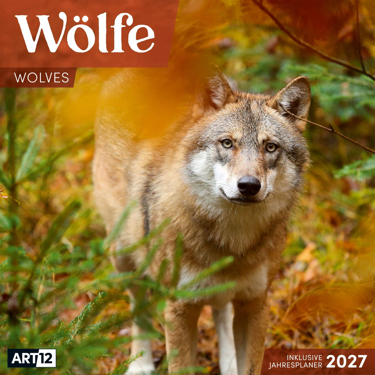 Wandkalender: Wölfe Kalender 2027 - 30x30 - Art12