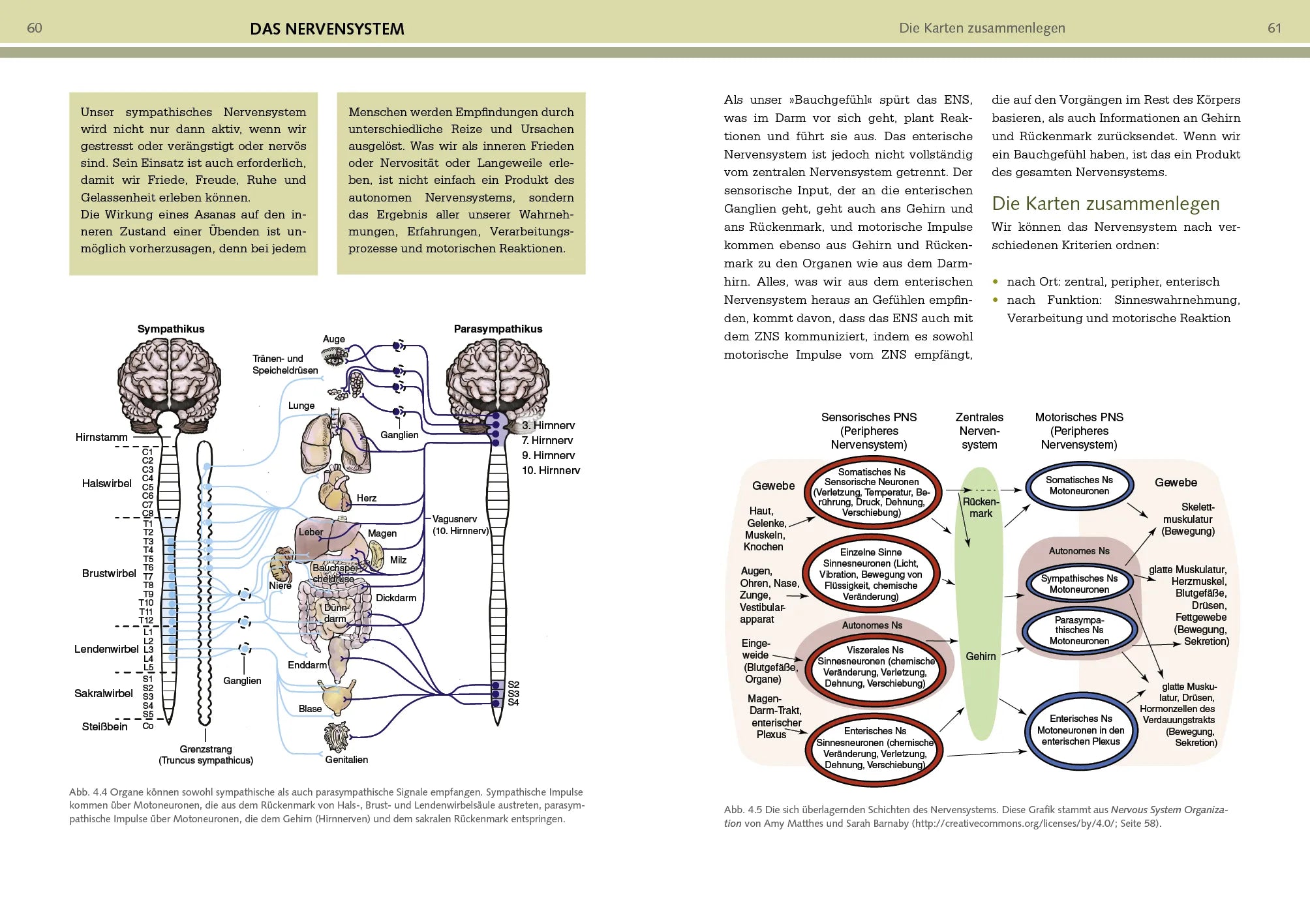 Innenansicht von 'Yoga-Anatomie' - Taschenbuch
