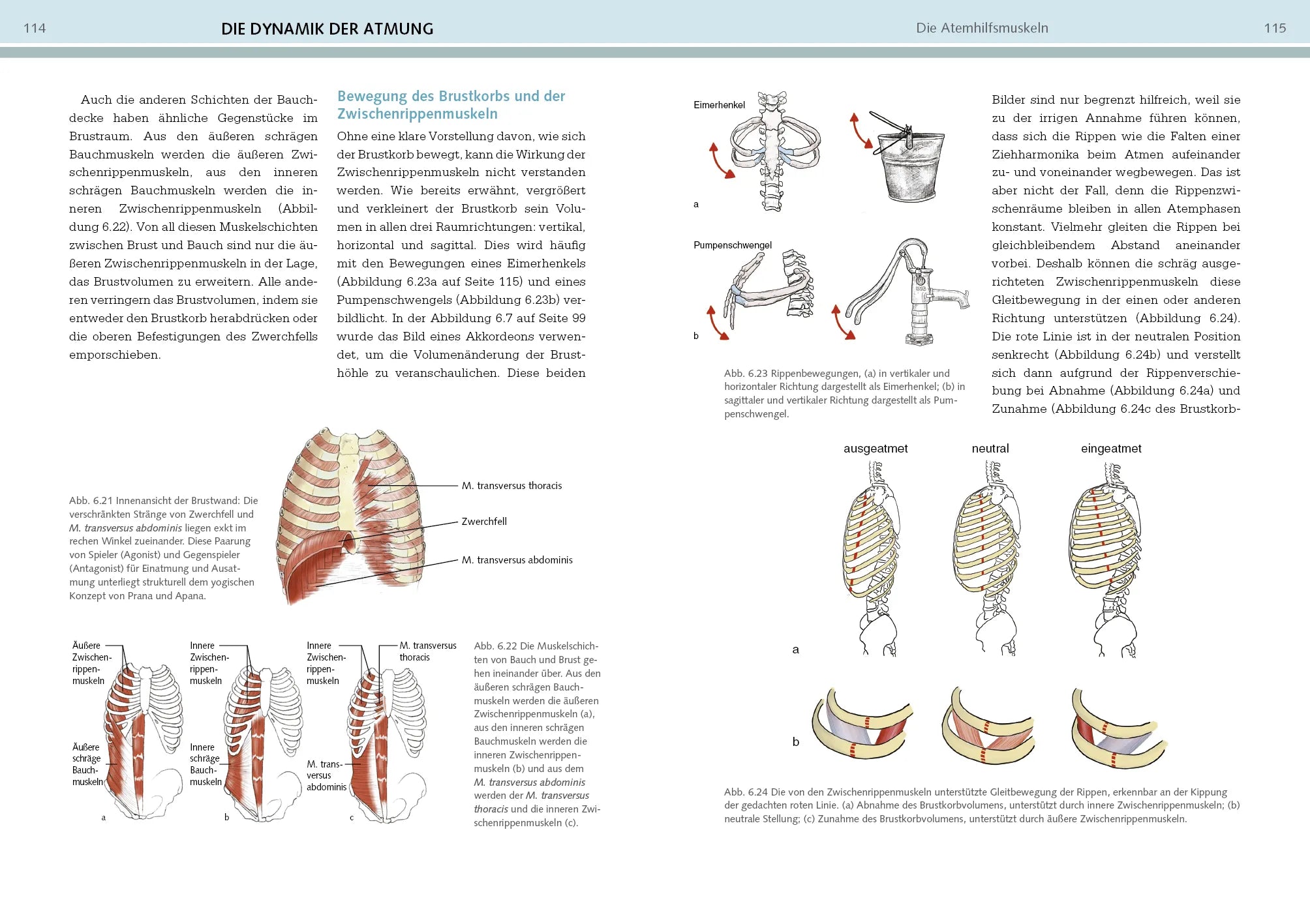 Innenansicht von 'Yoga-Anatomie' - Taschenbuch